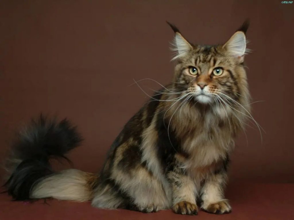 猫的爪子能不能剪掉,猫咪的指甲能不能剪掉,需要注意什么插图(1) 猫的爪子能不能剪掉,猫咪的指甲能不能剪掉,需要注意什么插图(1)