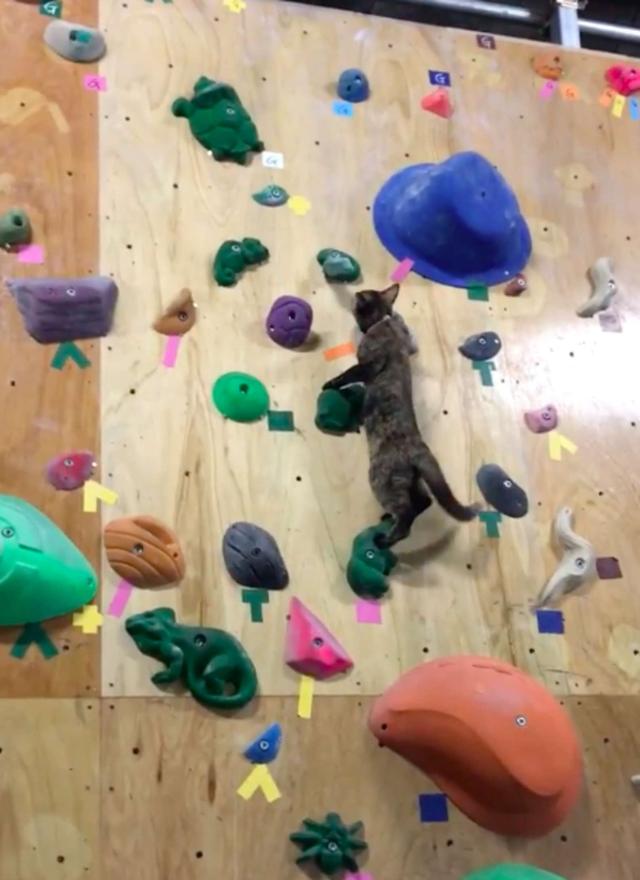 流浪猫靠着观摩别人攀岩,成为了攀岩高手,还因此升职成为了经理插图(4) 流浪猫靠着观摩别人攀岩,成为了攀岩高手,还因此升职成为了经理插图(4)