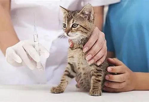 猫咪疱疹症状表现有哪些,怎么办怎样如何治疗,疱疹病毒是猫鼻支吗插图(6) 猫咪疱疹症状表现有哪些,怎么办怎样如何治疗,疱疹病毒是猫鼻支吗插图(6)