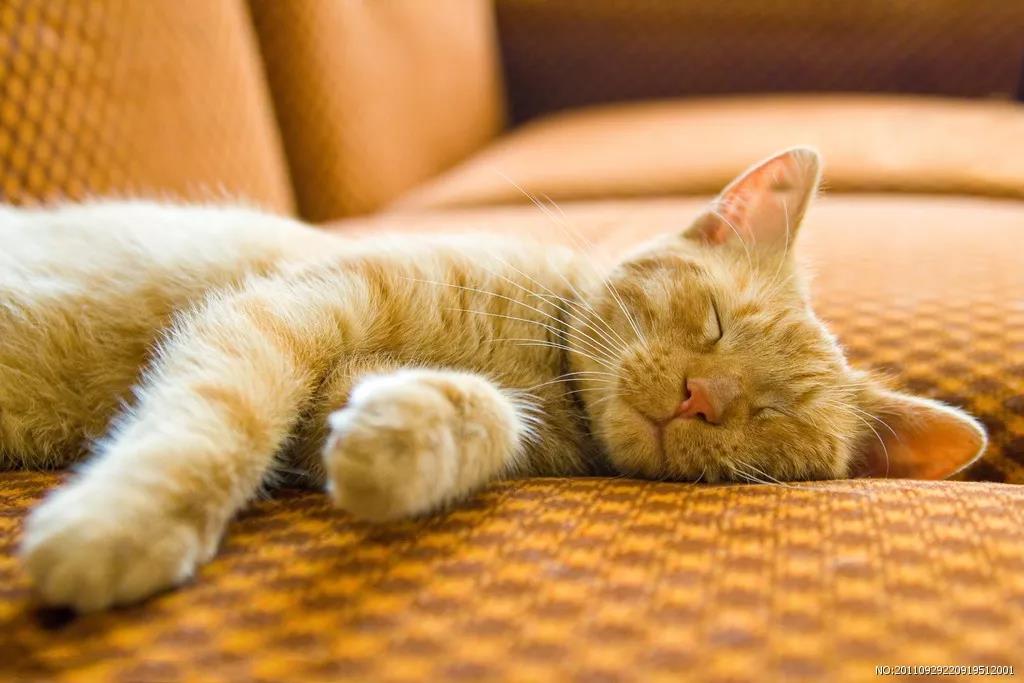养猫干货 | 如何让猫咪香喷喷插图 养猫干货 | 如何让猫咪香喷喷插图