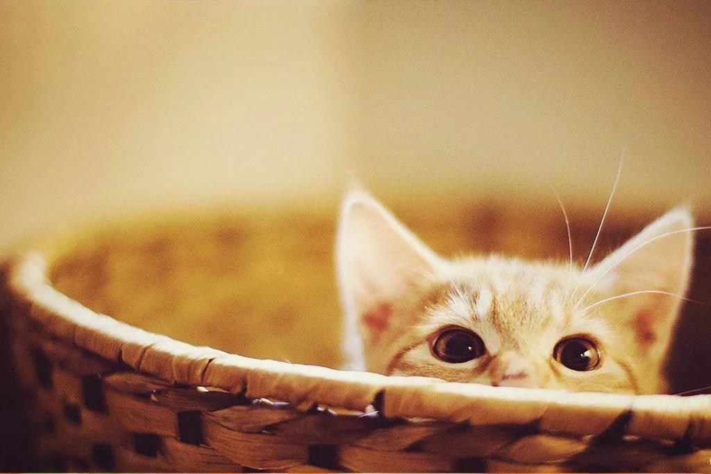 养猫干货 | 如何让猫咪香喷喷插图(1) 养猫干货 | 如何让猫咪香喷喷插图(1)
