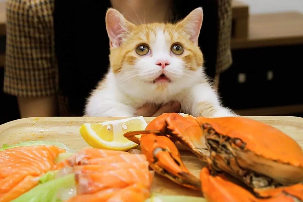 养猫干货 | 如何让猫咪香喷喷插图(3) 养猫干货 | 如何让猫咪香喷喷插图(3)