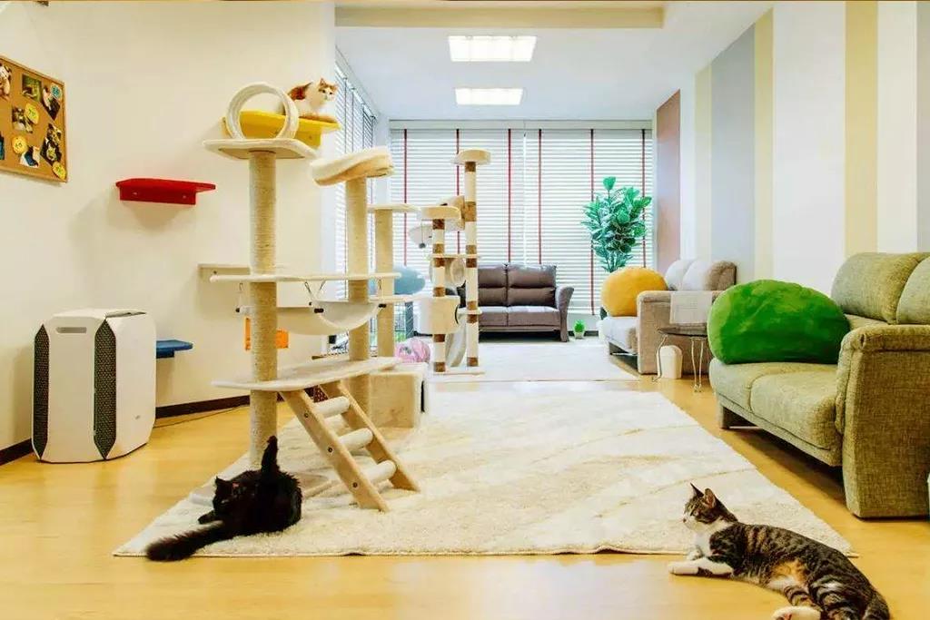 养猫干货 | 如何让猫咪香喷喷插图(5) 养猫干货 | 如何让猫咪香喷喷插图(5)