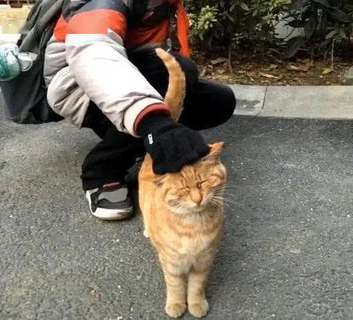 橘猫被弃养,无奈中又包含一丝希望插图 橘猫被弃养,无奈中又包含一丝希望插图