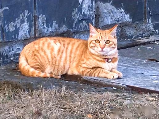 橘猫被弃养,无奈中又包含一丝希望插图(1) 橘猫被弃养,无奈中又包含一丝希望插图(1)