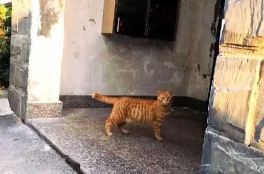 橘猫被弃养,无奈中又包含一丝希望插图(2) 橘猫被弃养,无奈中又包含一丝希望插图(2)