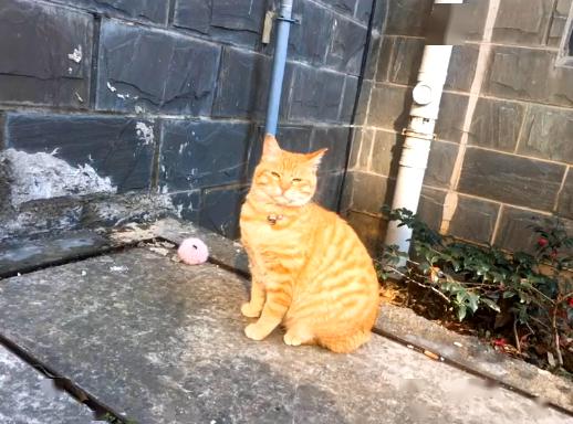 橘猫被弃养,无奈中又包含一丝希望插图(3) 橘猫被弃养,无奈中又包含一丝希望插图(3)