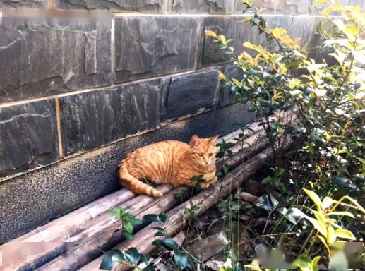 橘猫被弃养,无奈中又包含一丝希望插图(4) 橘猫被弃养,无奈中又包含一丝希望插图(4)