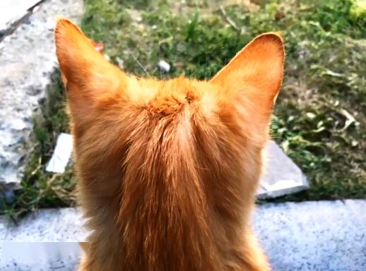 橘猫被弃养,无奈中又包含一丝希望插图(5) 橘猫被弃养,无奈中又包含一丝希望插图(5)