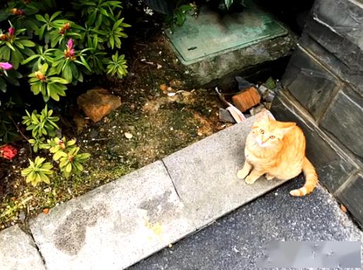 橘猫被弃养,无奈中又包含一丝希望插图(6) 橘猫被弃养,无奈中又包含一丝希望插图(6)