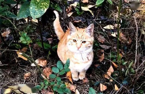 橘猫被弃养,无奈中又包含一丝希望插图(7) 橘猫被弃养,无奈中又包含一丝希望插图(7)