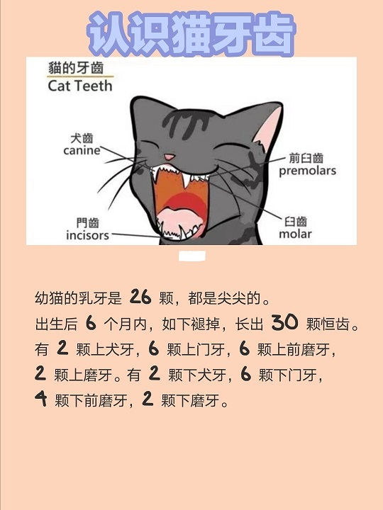 养猫必看|猫咪刷牙攻略,预防猫咪牙周病插图 养猫必看|猫咪刷牙攻略,预防猫咪牙周病插图
