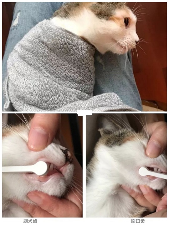 养猫必看|猫咪刷牙攻略,预防猫咪牙周病插图(1) 养猫必看|猫咪刷牙攻略,预防猫咪牙周病插图(1)