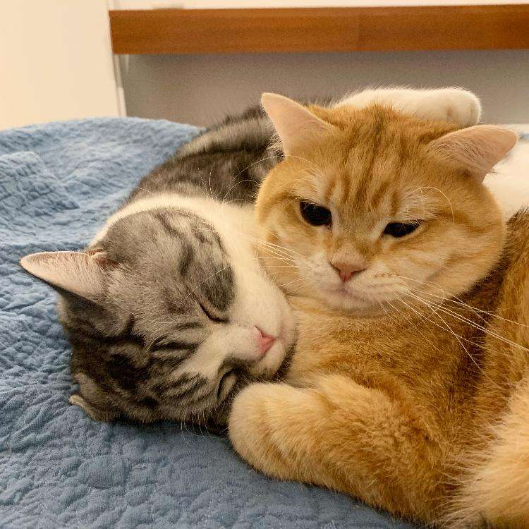 猫咪便便太臭怎么办,这四点不能错过插图 猫咪便便太臭怎么办,这四点不能错过插图