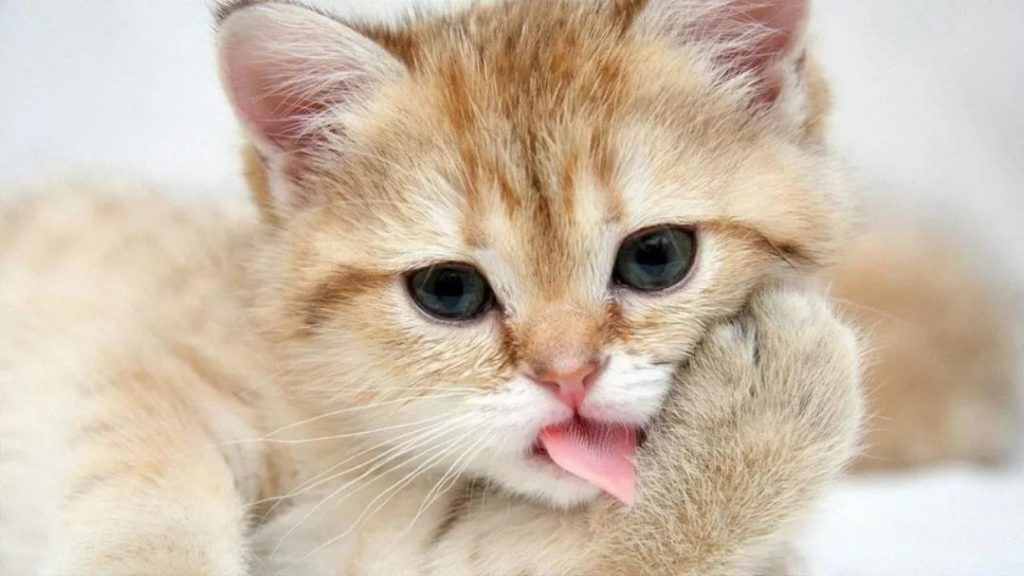 猫咪最讨厌的味道,一定注意别粘上!插图 猫咪最讨厌的味道,一定注意别粘上!插图