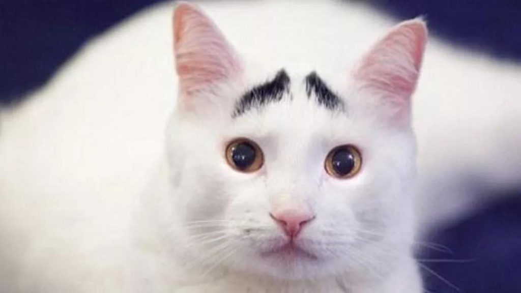 20条养猫实用冷知识|新手养猫必看插图(1) 20条养猫实用冷知识|新手养猫必看插图(1)