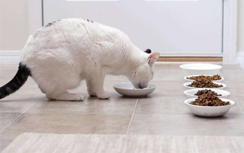 猫咪喂食6大误区!你真的会养猫吗?插图(1) 猫咪喂食6大误区!你真的会养猫吗?插图(1)