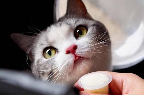 猫咪喂食6大误区!你真的会养猫吗?插图 猫咪喂食6大误区!你真的会养猫吗?插图