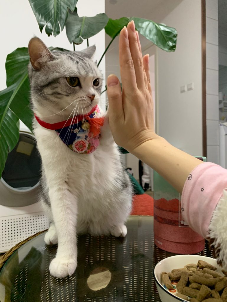 如何训练猫咪握手和击掌?插图(1) 如何训练猫咪握手和击掌?插图(1)