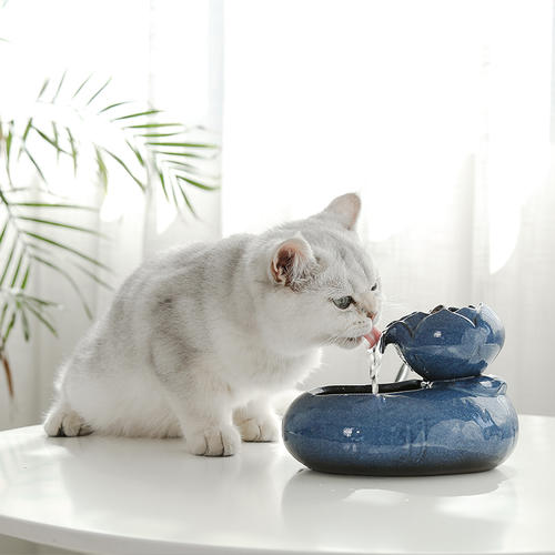 猫咪喂食6大误区!你真的会养猫吗?插图(2) 猫咪喂食6大误区!你真的会养猫吗?插图(2)