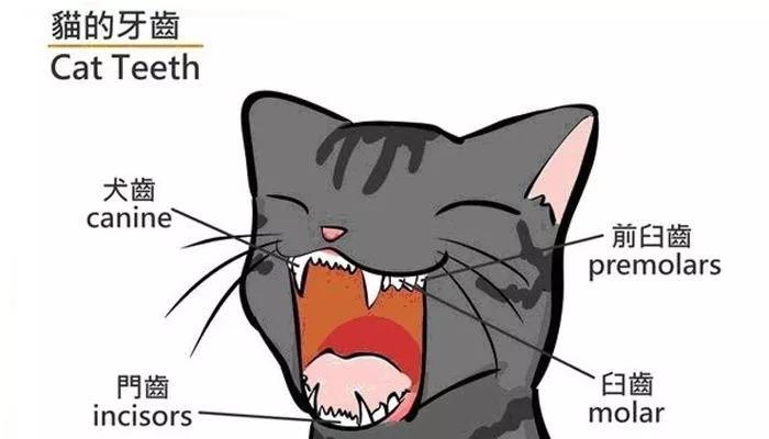 延长猫咪寿命的方法,你能坚持做吗?插图 延长猫咪寿命的方法,你能坚持做吗?插图