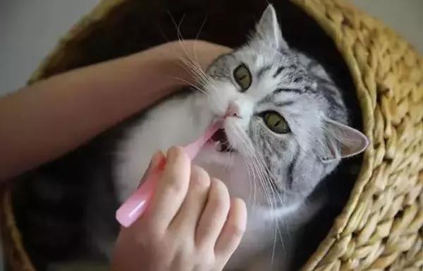 延长猫咪寿命的方法,你能坚持做吗?插图(2) 延长猫咪寿命的方法,你能坚持做吗?插图(2)