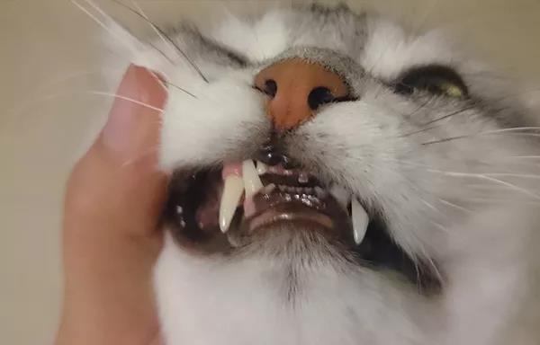 延长猫咪寿命的方法,你能坚持做吗?插图(3) 延长猫咪寿命的方法,你能坚持做吗?插图(3)
