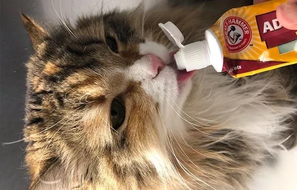 延长猫咪寿命的方法,你能坚持做吗?插图(4) 延长猫咪寿命的方法,你能坚持做吗?插图(4)
