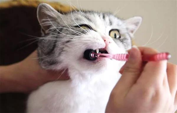 延长猫咪寿命的方法,你能坚持做吗?插图(5) 延长猫咪寿命的方法,你能坚持做吗?插图(5)