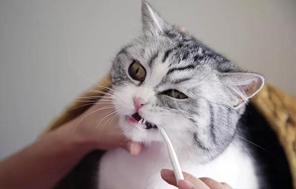 延长猫咪寿命的方法,你能坚持做吗?插图(6) 延长猫咪寿命的方法,你能坚持做吗?插图(6)