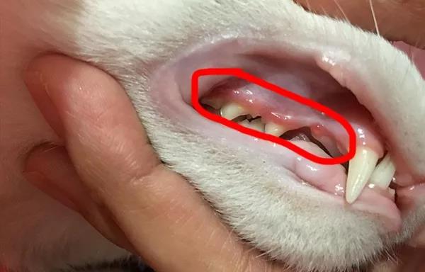 延长猫咪寿命的方法,你能坚持做吗?插图(7) 延长猫咪寿命的方法,你能坚持做吗?插图(7)