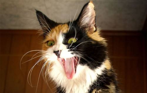 猫咪应激反应是什么,什么表现,该怎么办插图(1) 猫咪应激反应是什么,什么表现,该怎么办插图(1)