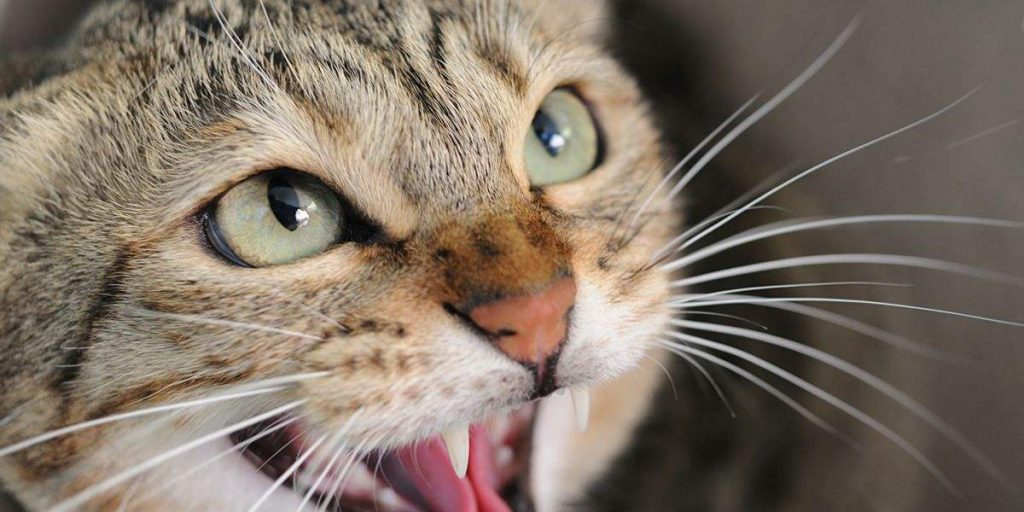 猫咪应激反应是什么,什么表现,该怎么办插图 猫咪应激反应是什么,什么表现,该怎么办插图