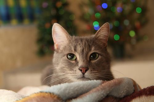 爱猫,就请拒绝猫咪去爪术插图(1) 爱猫,就请拒绝猫咪去爪术插图(1)
