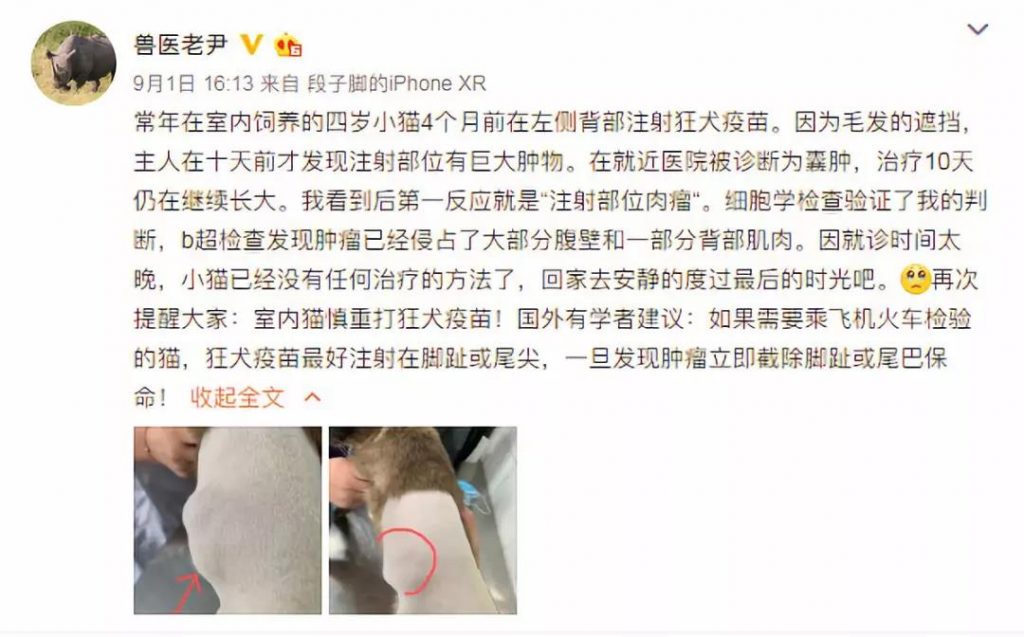 猫咪用生命换来的教训,疫苗不要打在这里!插图 猫咪用生命换来的教训,疫苗不要打在这里!插图