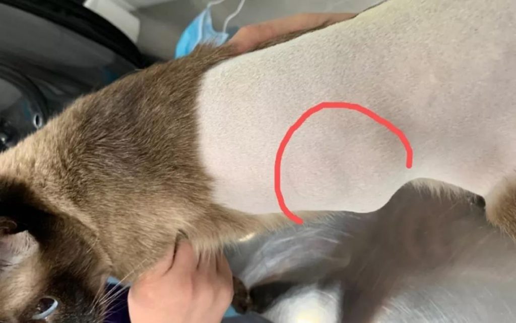 猫咪用生命换来的教训,疫苗不要打在这里!插图(1) 猫咪用生命换来的教训,疫苗不要打在这里!插图(1)