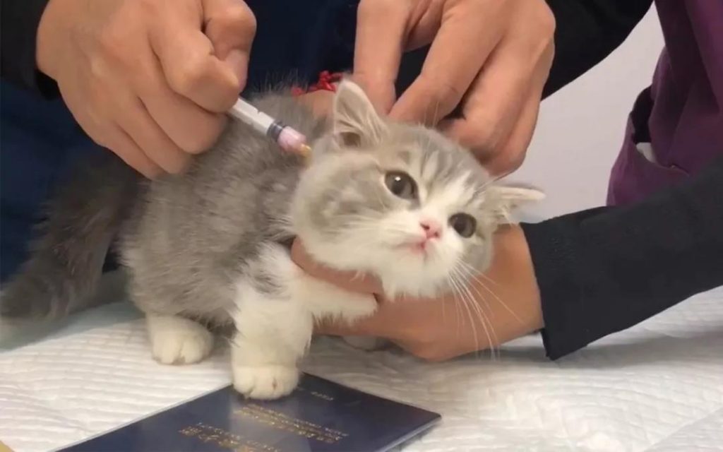 猫咪用生命换来的教训,疫苗不要打在这里!插图(2) 猫咪用生命换来的教训,疫苗不要打在这里!插图(2)
