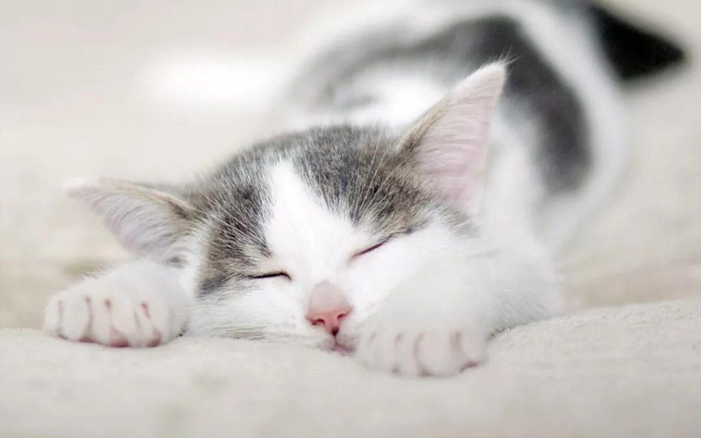 猫咪用生命换来的教训,疫苗不要打在这里!插图(3) 猫咪用生命换来的教训,疫苗不要打在这里!插图(3)