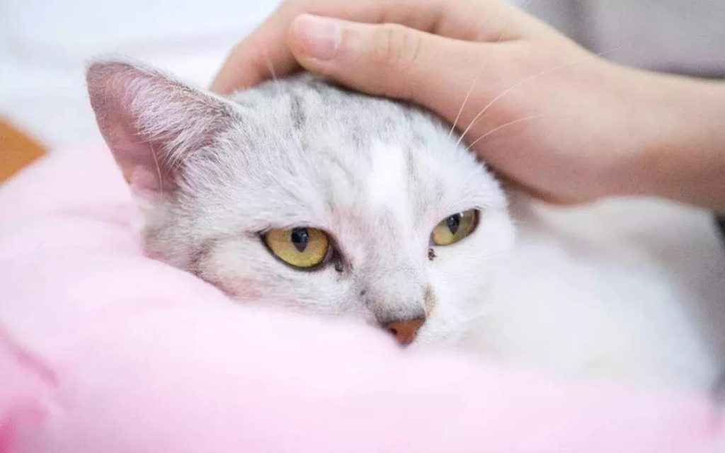猫咪用生命换来的教训,疫苗不要打在这里!插图(4) 猫咪用生命换来的教训,疫苗不要打在这里!插图(4)