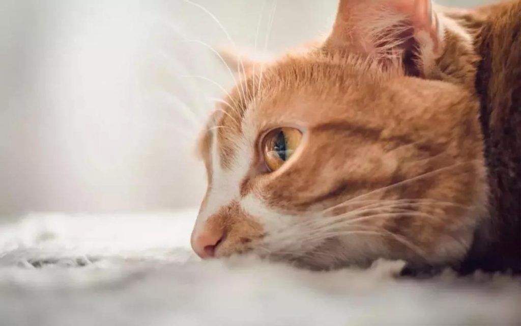 猫咪用生命换来的教训,疫苗不要打在这里!插图(5) 猫咪用生命换来的教训,疫苗不要打在这里!插图(5)