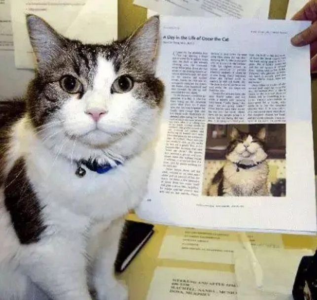 猫咪的超能力:预知人类死亡!插图 猫咪的超能力:预知人类死亡!插图