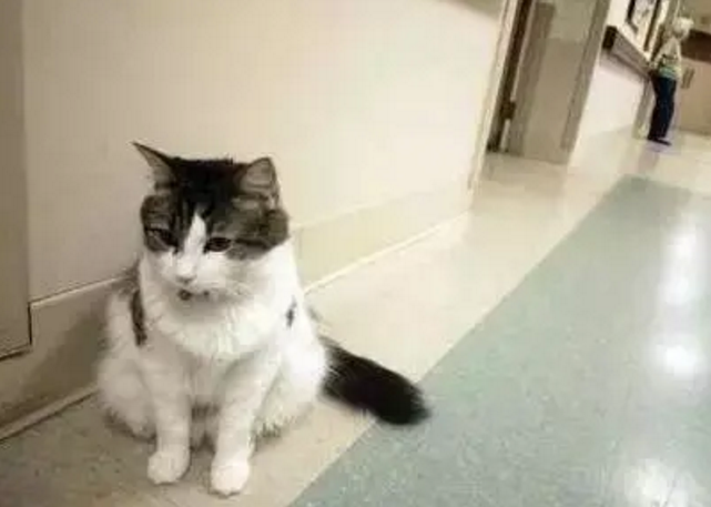 猫咪的超能力:预知人类死亡!插图(1) 猫咪的超能力:预知人类死亡!插图(1)