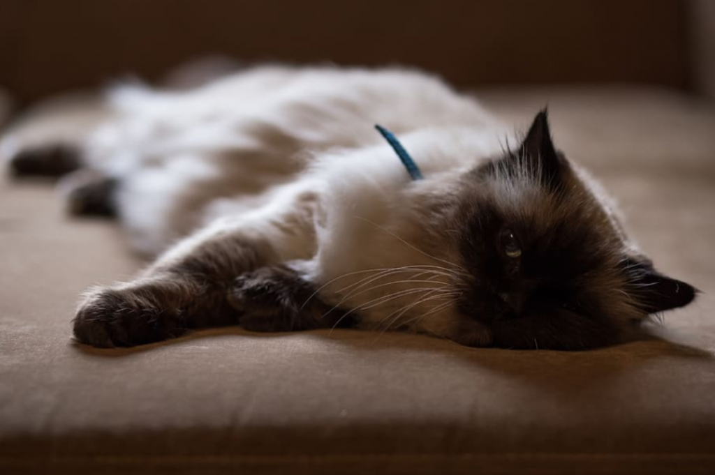 猫咪的超能力:预知人类死亡!插图(2) 猫咪的超能力:预知人类死亡!插图(2)