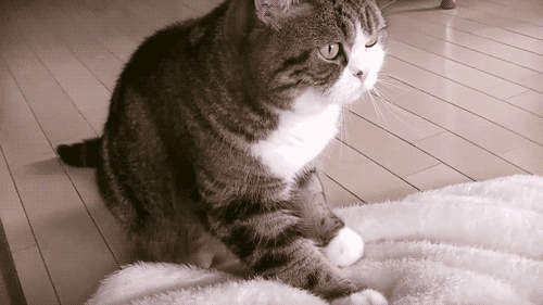 猫咪踩奶的背后是一个“悲伤”的故事插图 猫咪踩奶的背后是一个“悲伤”的故事插图